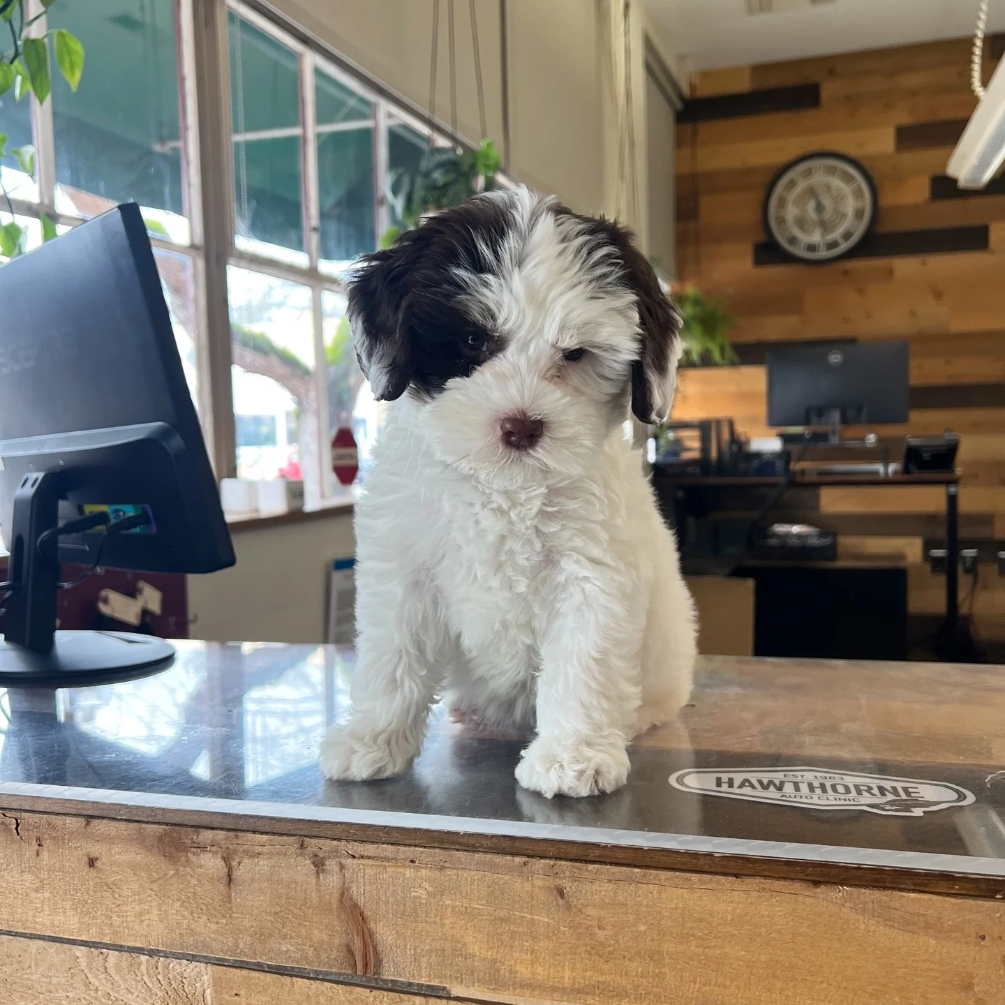 Original website photograph: Runa, the Hawthorne Auto Clinic office puppy